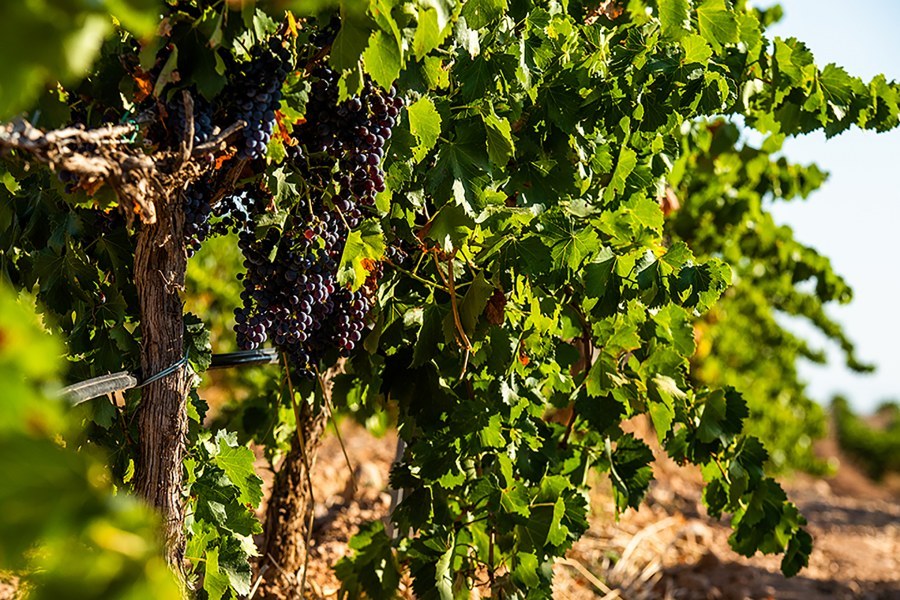 Vinos ecológicos y vinos orgánicos'