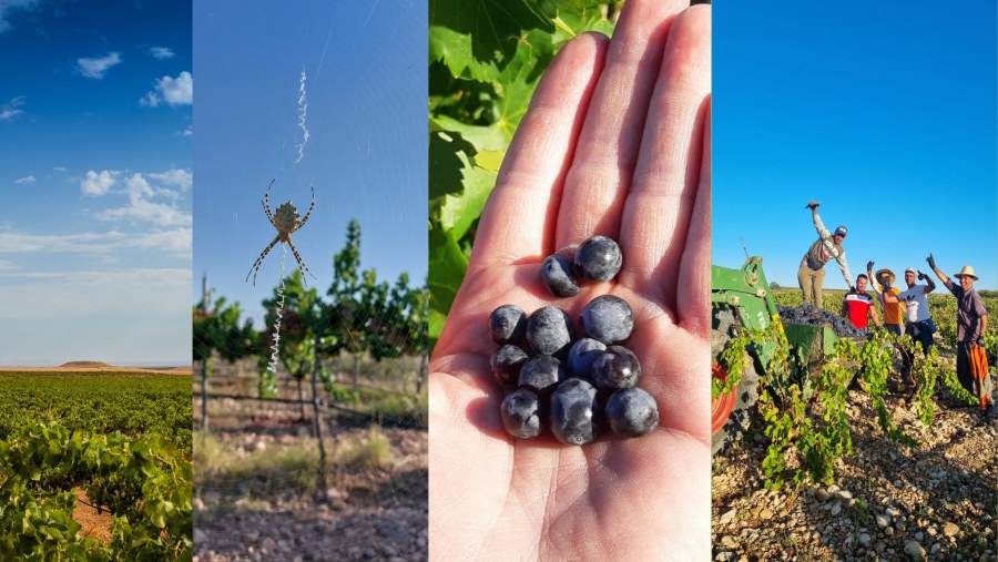 Nuestro INFORME DE RESPONSABILIDAD SOCIAL Y SOSTENIBILIDAD, un paso más hacia alcanzar una huella sostenible en Bodegas Tempore'