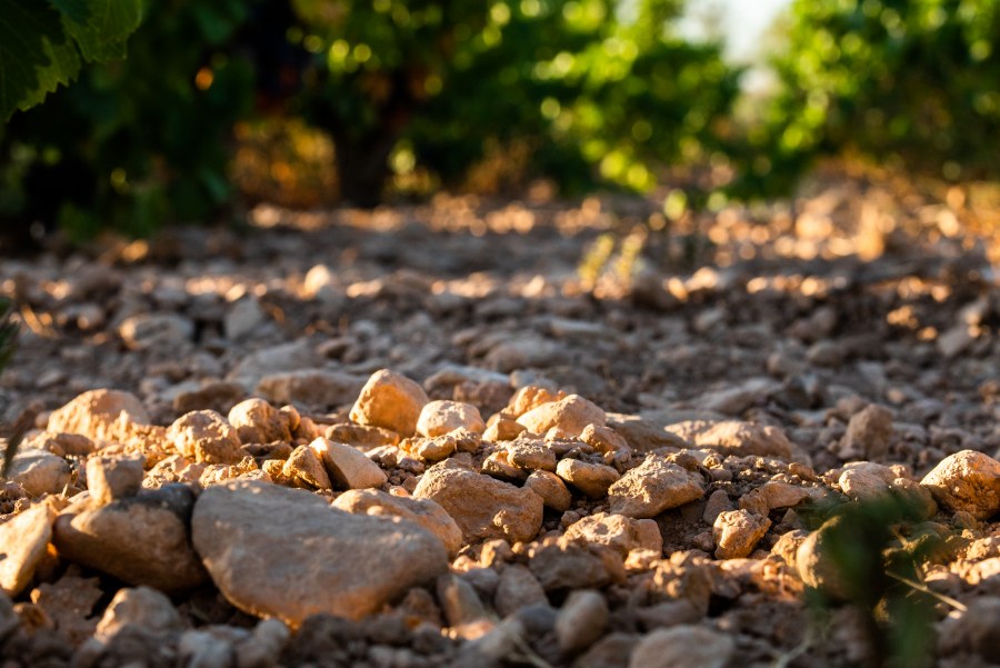 Vino ecológico ¿cómo identificarlo?'