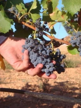 END OF HARVEST 27.09.2011'