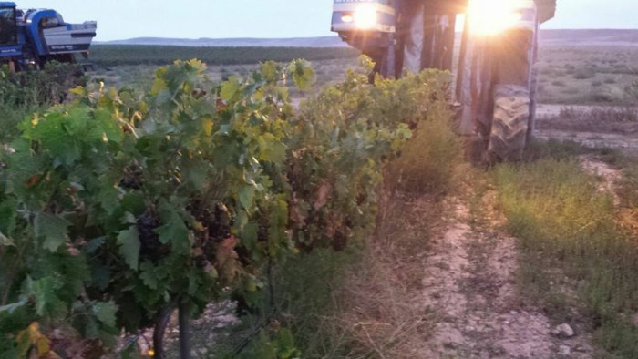 LET THE HARVEST BEGIN!! OUR GRENACHE AND TEMPRANILLO GRAPES ARE READY'